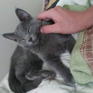 Meet your Posher, Raven